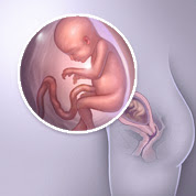 20 haftalık gebelik görüntüsü