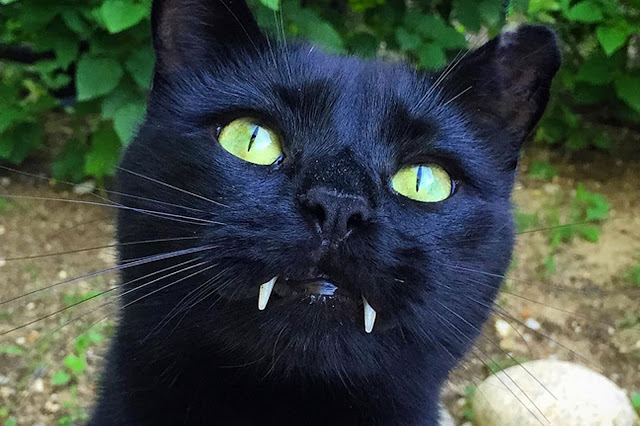 Kedatangan Kucing Mirip Vampir Ini Langsung Hebohkan Dunia Maya