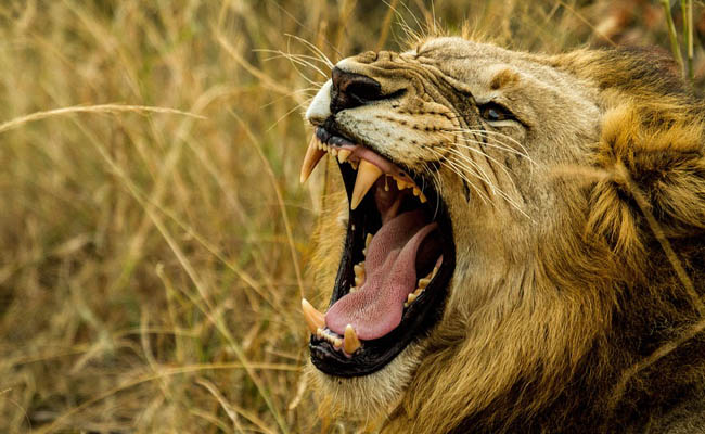 10 Hewan Dengan Suara Paling Keras Di Dunia