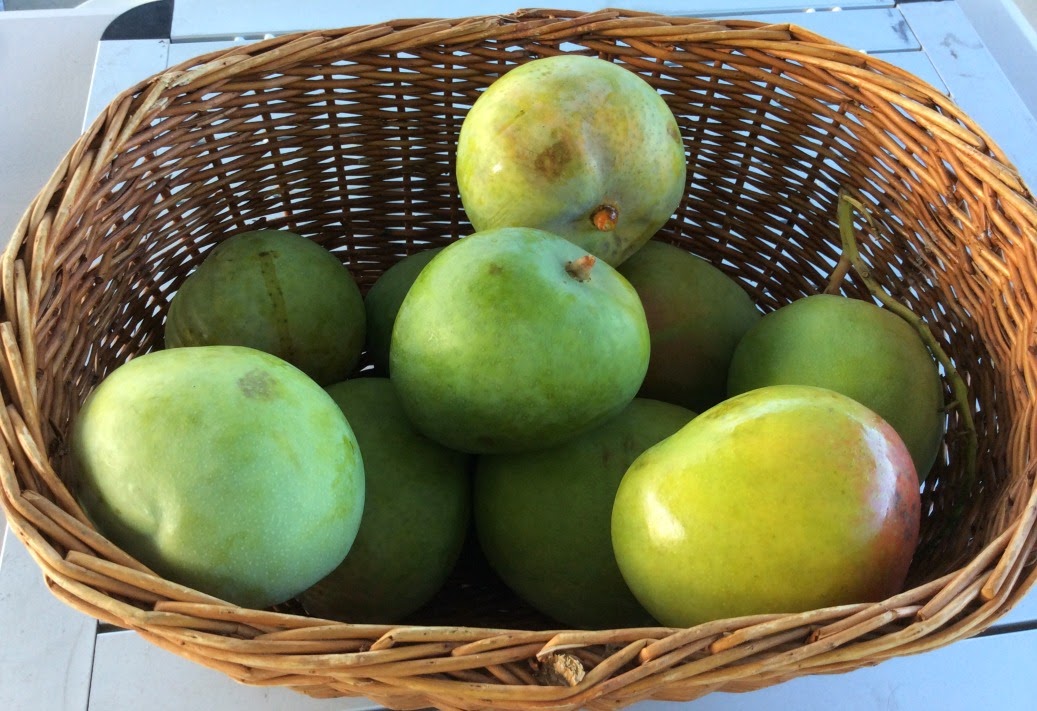 Bridget Larsen T for Tuesday Mango Kuchela and Achar