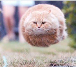 Ekspresi kucing lucu saat marah bikin ngakak Ekspresi kucing lucu saat marah bikin ngakak