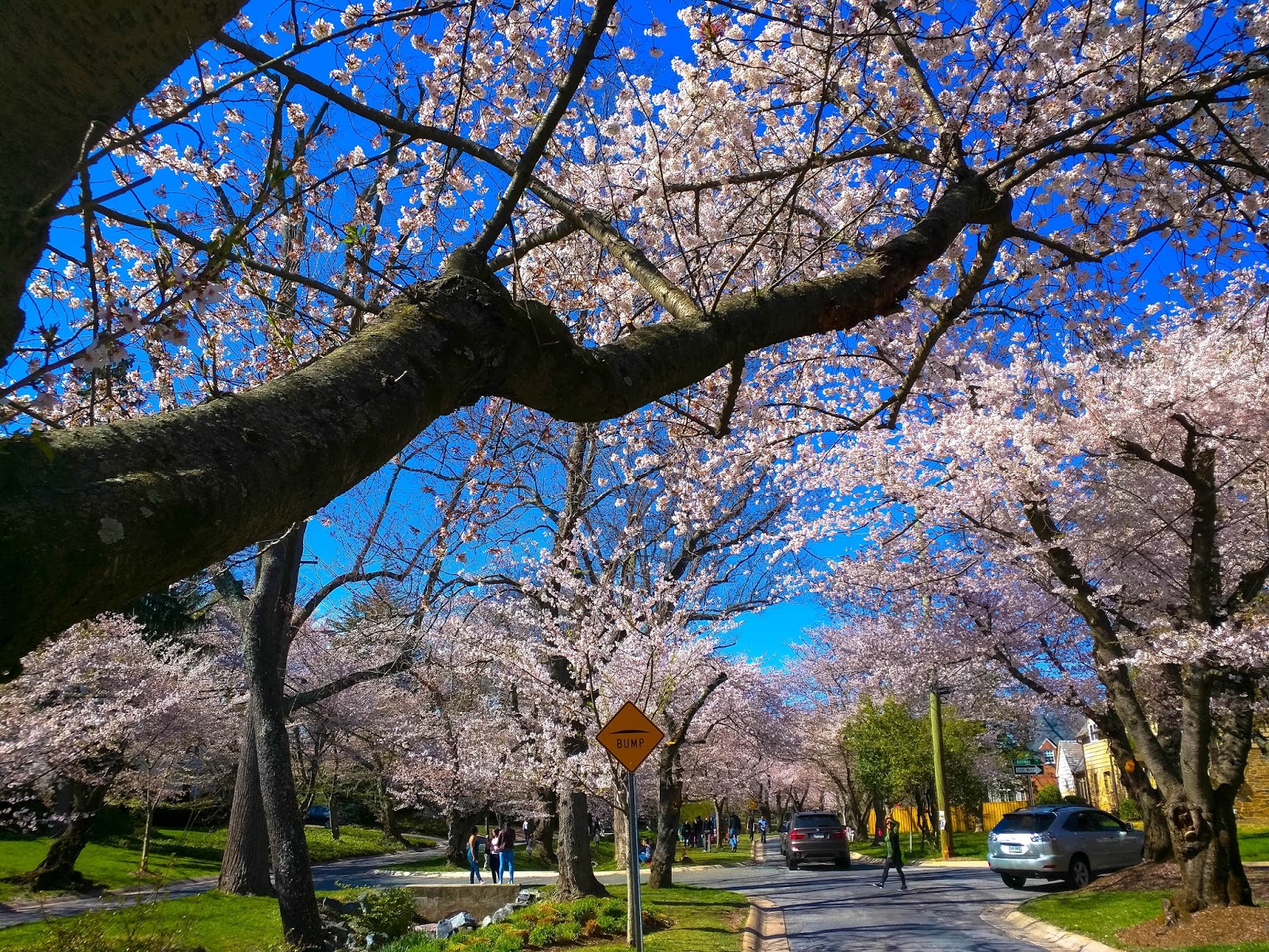 Robert Dyer Bethesda Row Kenwood cherry blossoms 2017 (Photos)