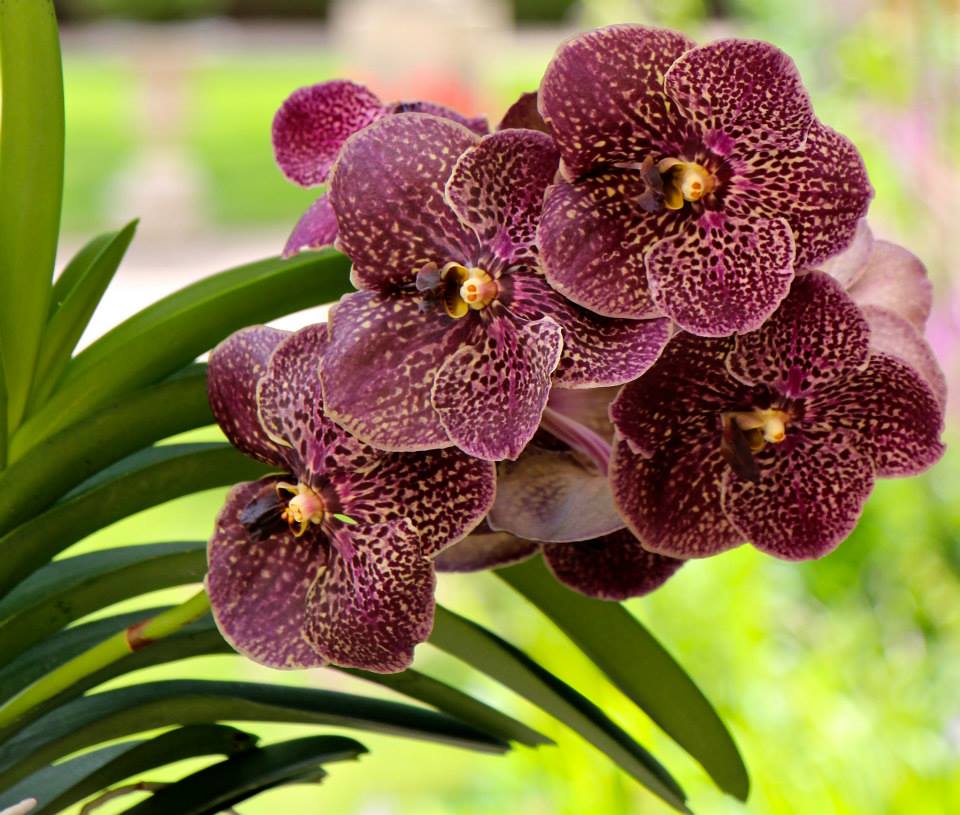 Grow and care Vanda orchid plants Travaldo's blog