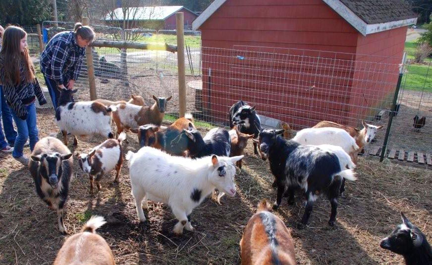 Applegarth Farm Nigerian Dwarf Goats