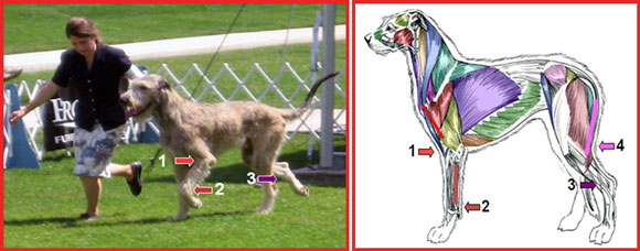 Holistic Touch Therapy ~ Canine Massage & Acupressure: Evaluating ...