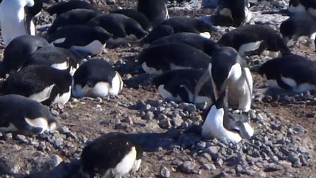 adelie penguins mating in antarctica