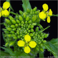 Sisymbrium loeselii   flower buds  - Stulisz Loesela    pąki kwiatowe  