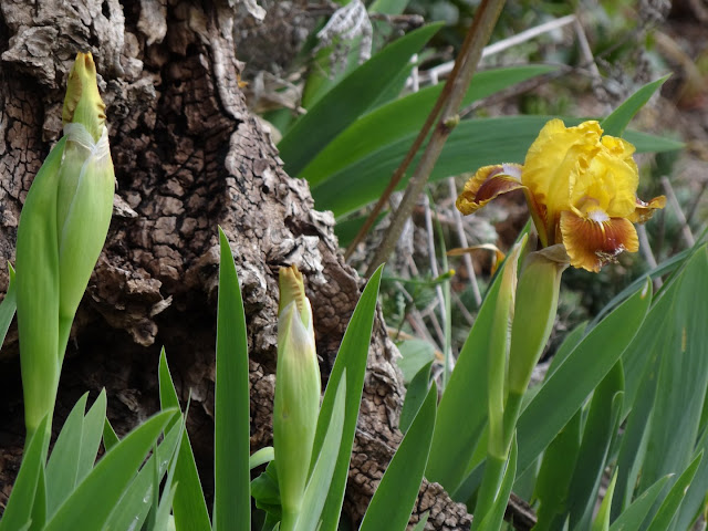 Une saison en iris (2019) DSC01423