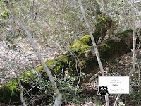 Moss covered Oak Branch
