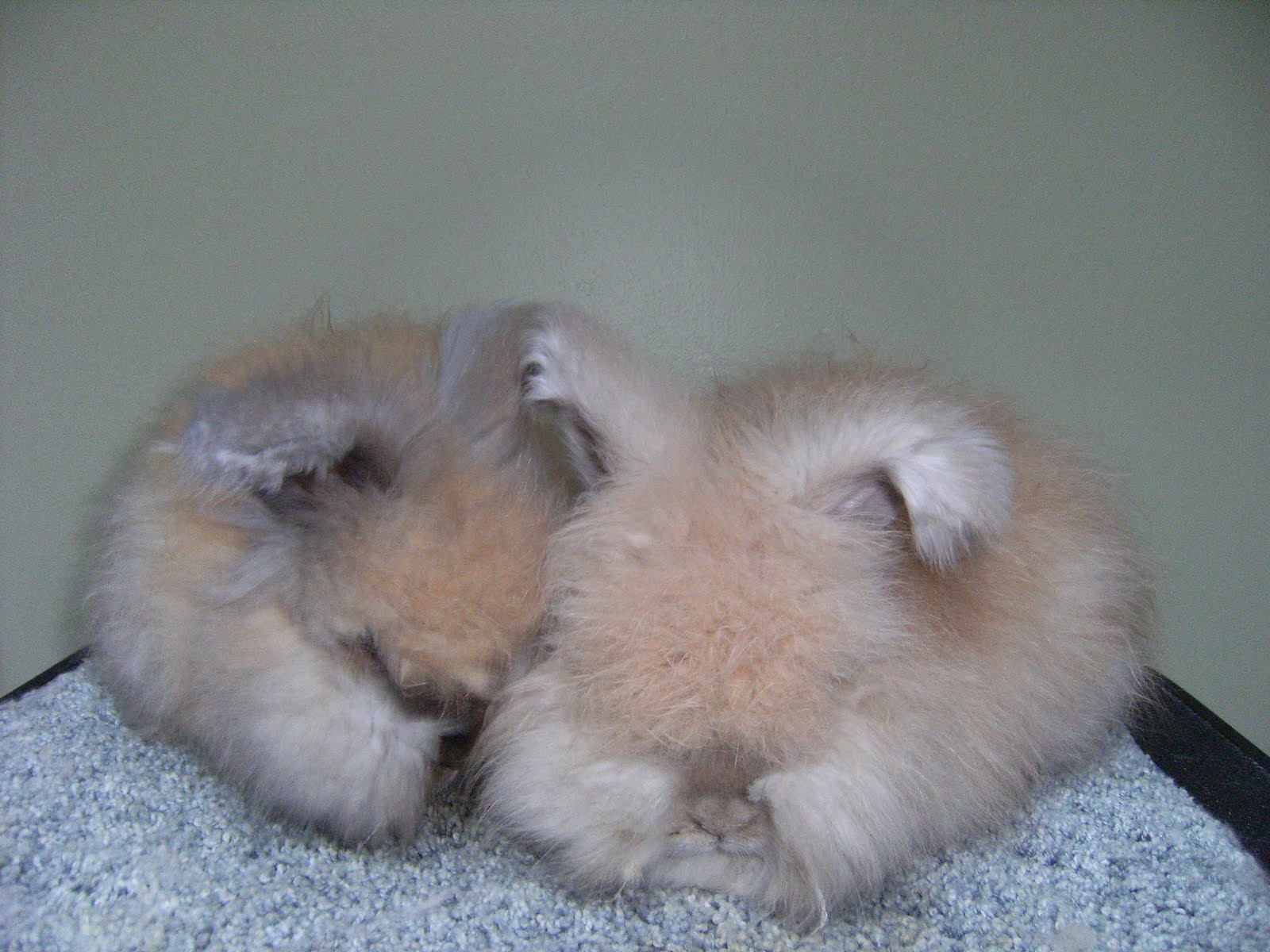 English Angoras are Awesome: Grooming Baby English Angoras