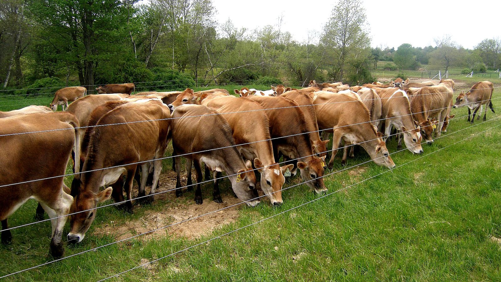 Electric Animal Fence Fence Choices