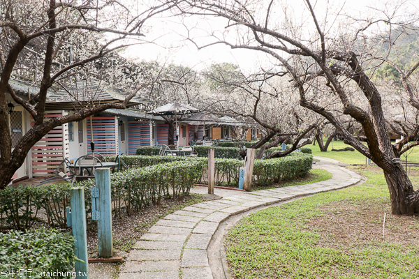新社梅林親水岸賞梅花好去處,還有民宿和露營區,親子同遊也適合 新社梅林親水岸賞梅花好去處,還有民宿和露營區,親子同遊也適合