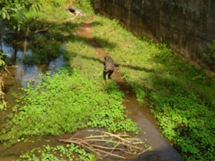 Iconic Goan countryside scenery. A pig wallowing in the stream