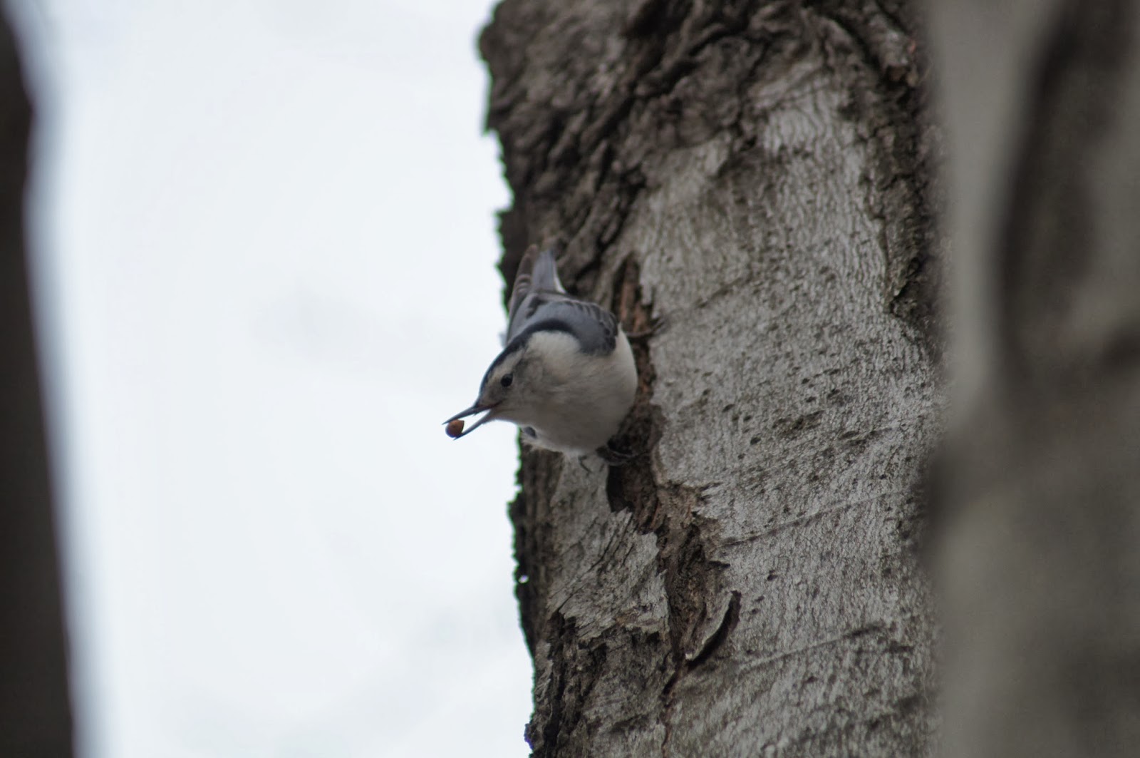 Things with Wings Birding at Mt. Auburn Cemetery