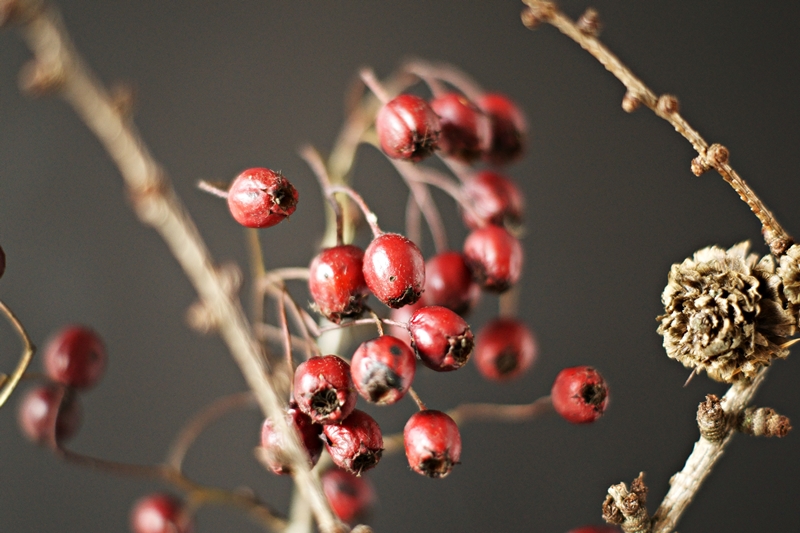 Blog + Fotografie by it's me! - rote Beeren und Lärchenzapfen