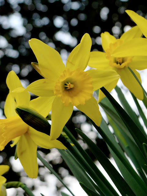 bright yellow close up photograph of springtime daffodils