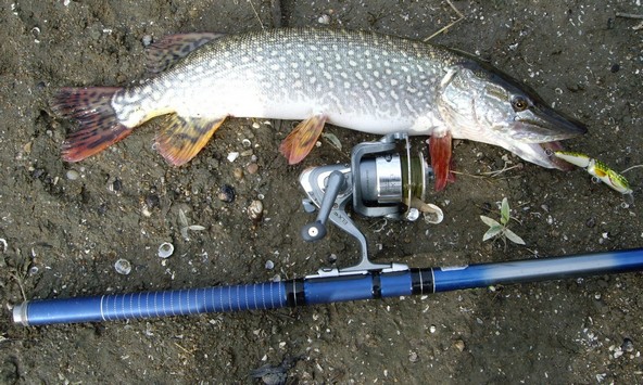 Рыбалка в августе. Рыбалка в октябре. Рыбалка на щуку. Поймал щуку. Рыба щука.