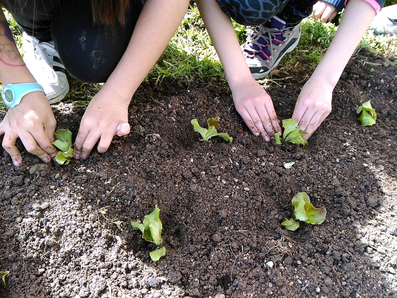 Resultat d'imatges de plantem