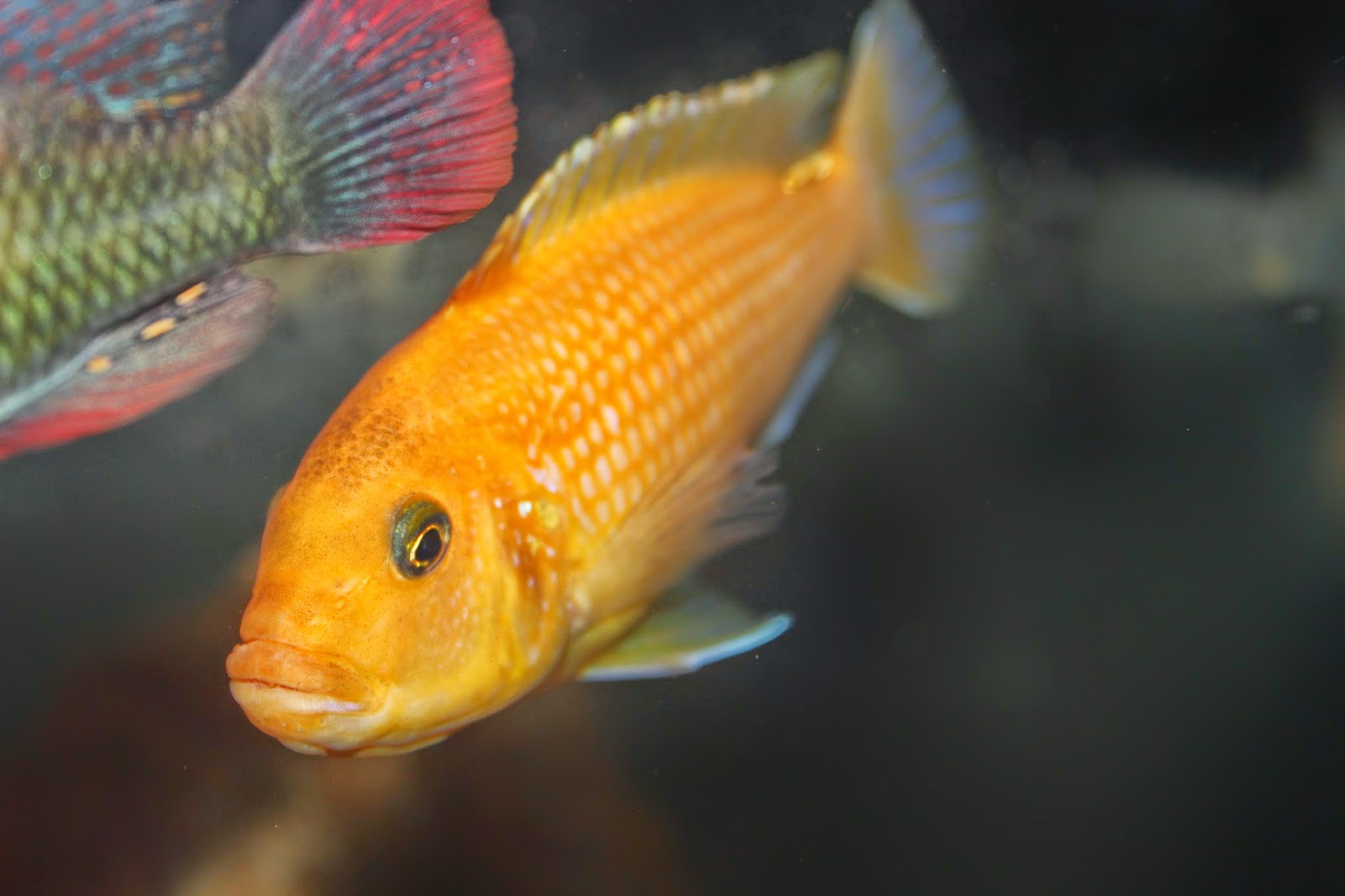 Amazing Fish African Cichlids