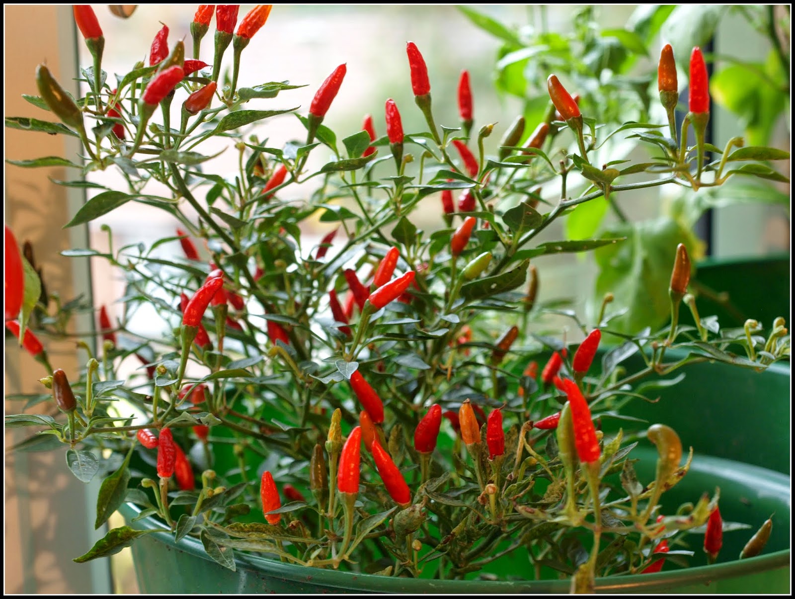 Mark�s Veg Plot OverWintering Chillis