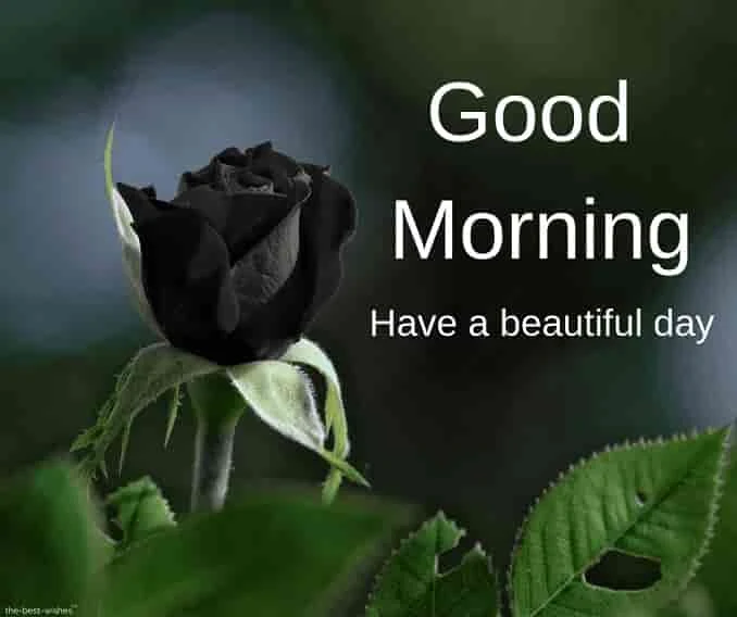 good morning images with black rose