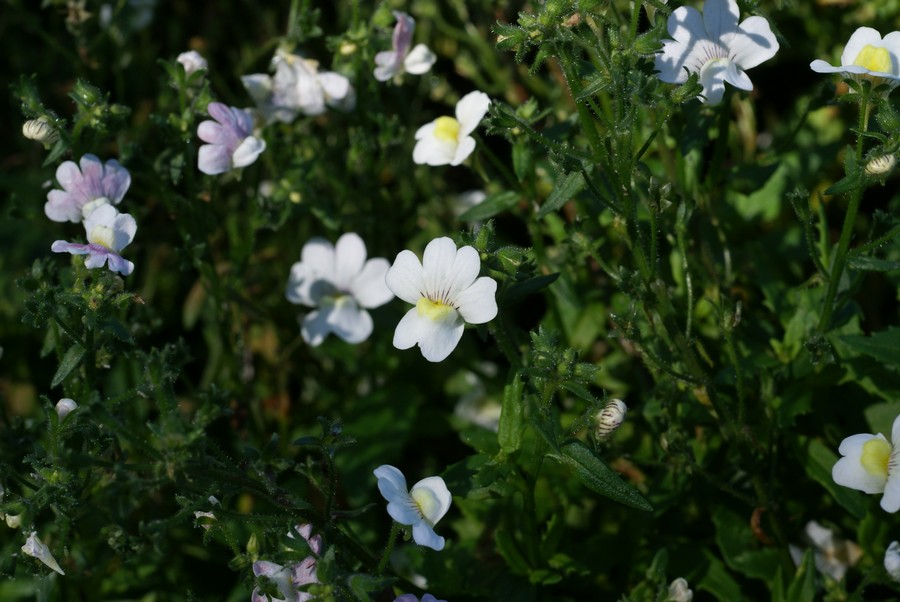 Faaxaal Photos nature gratuites et libres de droits Nemesia