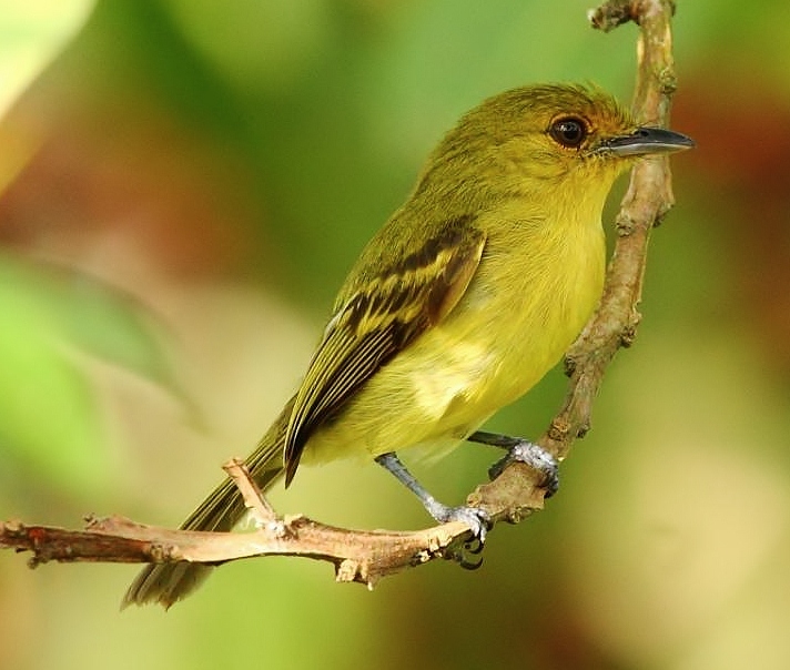 Birds of the World Yellowbreasted flatbill