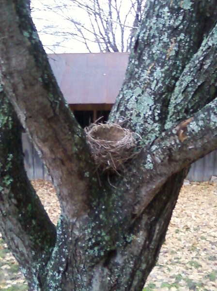 ~The Three Prayers: The Second Sunday of Advent~The Reed of God