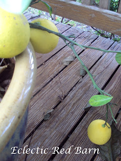 lemon tree with ripened lemons