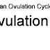 Ovulation - Human Ovulation Cycle