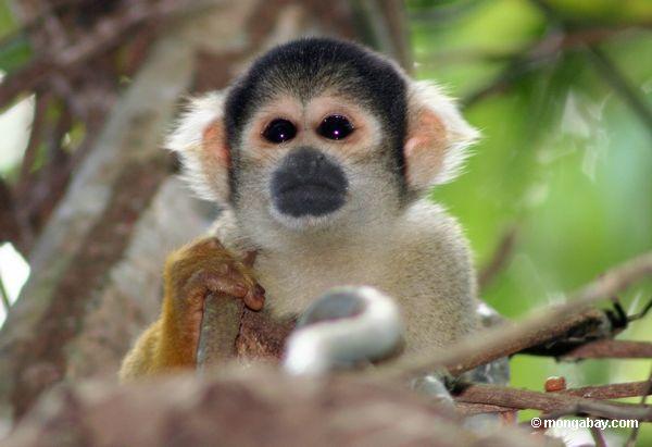 Animals Plannet: Rainforest monkeys