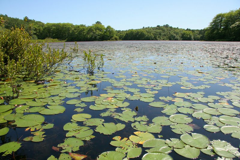 Friends of Hawksnest State Park Hiking around Hawksnest and Black ponds