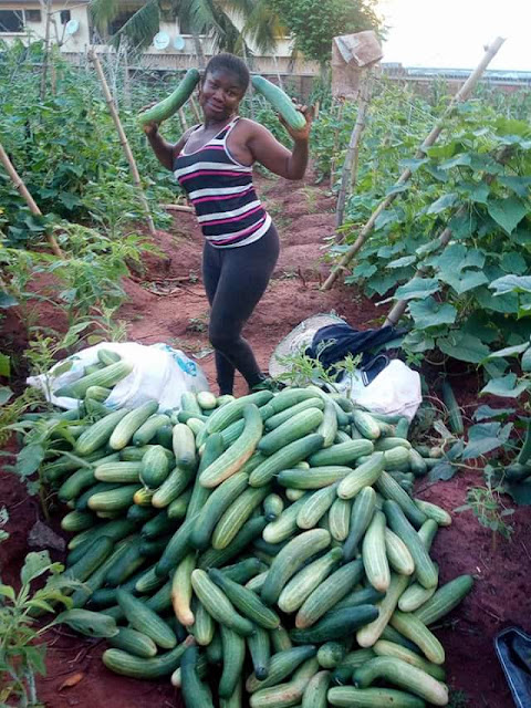 Nigerian lady, Mgbeke celebrates after a bountiful harvest; shows off large quantities of Cucumbers in her farm