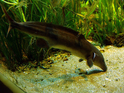 Habitat dan karakteristik Eastern Bottlenose Mormyrid