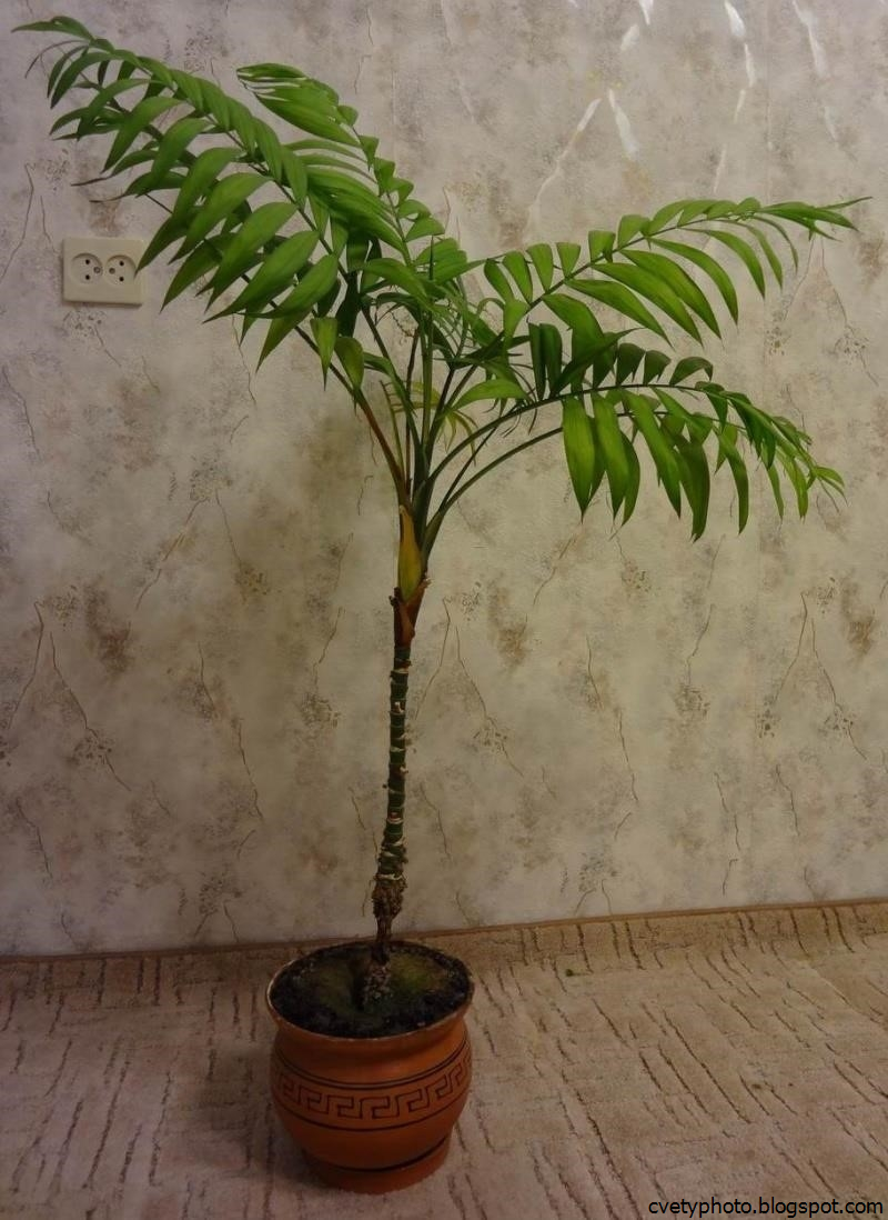 Комнатное растение название пальмы. Пальмовидные комнатные растения. Бетелевая Пальма комнатная. Комнатная Пальма Бахрея. Пальмовидный цветок домашний.