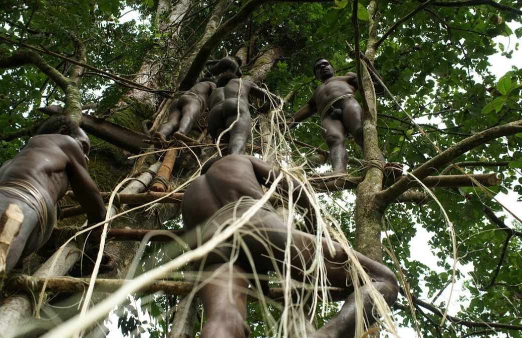 Люди живущие на деревьях. Новая Гвинея. Племя КОРОВАИ. КОРОВАИ племя живущее на деревьях. Племена живущие на деревьях в джунглях.