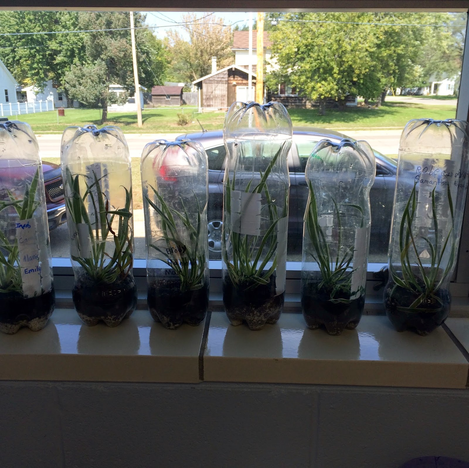 Fab and Fun in 3rd!: Ecosystems and Food Chains! Biology Diagrams