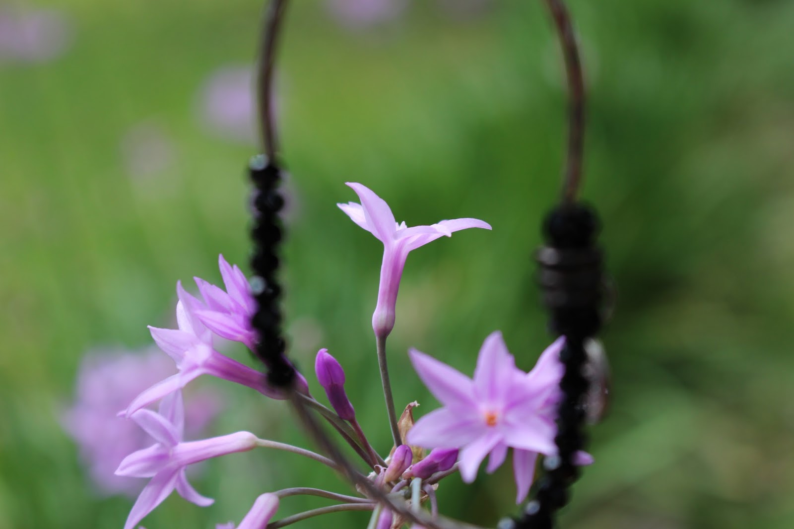 Selena's Biological Collection Flower Ovary