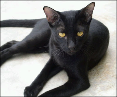 ความเชื่อเกี่ยวกับแมวดำ