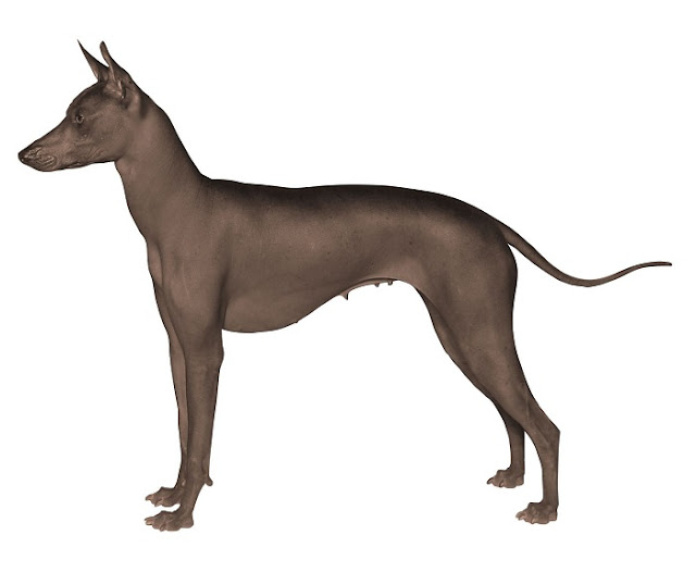 perro sin pelo