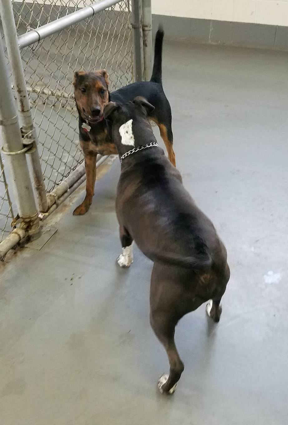 Hoosier Doggy Daycare and Boarding Doggies of the Week... Dirk and Lilly!