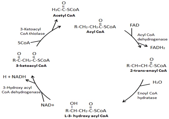 Hasil gambar untuk TAHAPAN tahapan dalam oksidasi