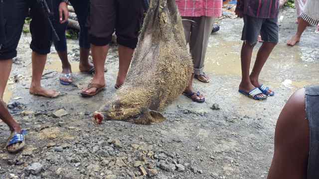 89+ Gambar Babi Hutan Di Tembak Paling Bagus 89+ Gambar Babi Hutan Di Tembak Paling Bagus