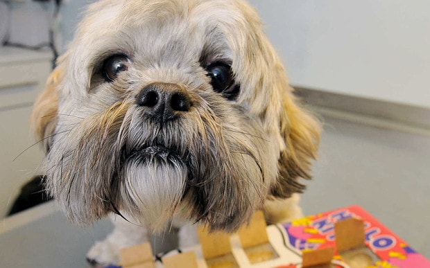 12 coisas que você pensa quando olha para o seu shih tzu