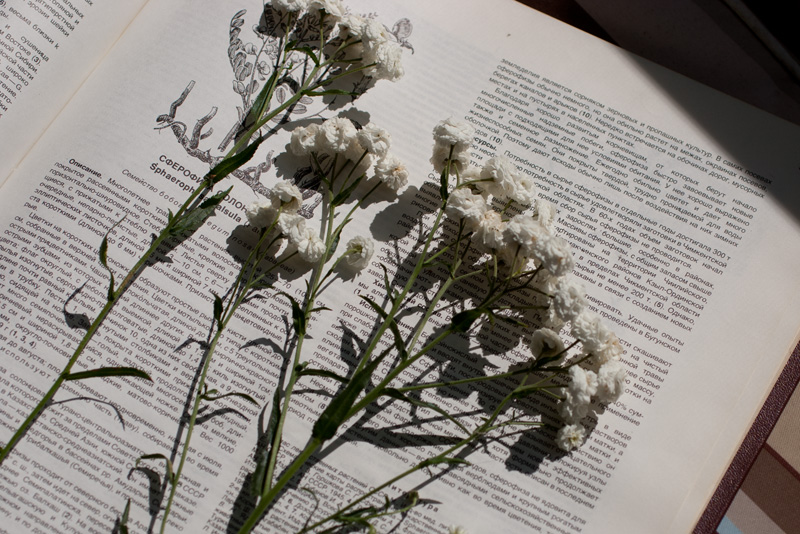 Гербарий обложка. Песня гербарий. Интересный гербарий. Владимир высоцкий гербарий. Презентация гербарий.