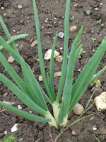 Potato onion Potato onion