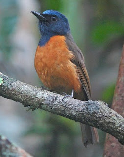 Suara Burung Sikatan Dahi Biru Suara Burung Sikatan Dahi Biru
