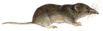 Sorex granarius