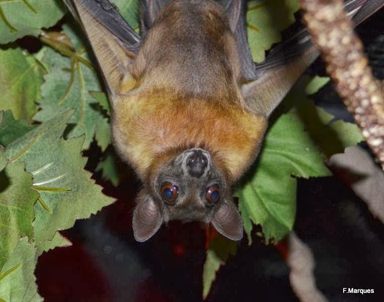 THE SUBJECT IS JAZZ Bats