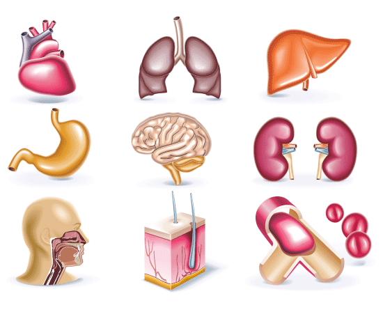 Algunos órganos del cuerpo humano - vector